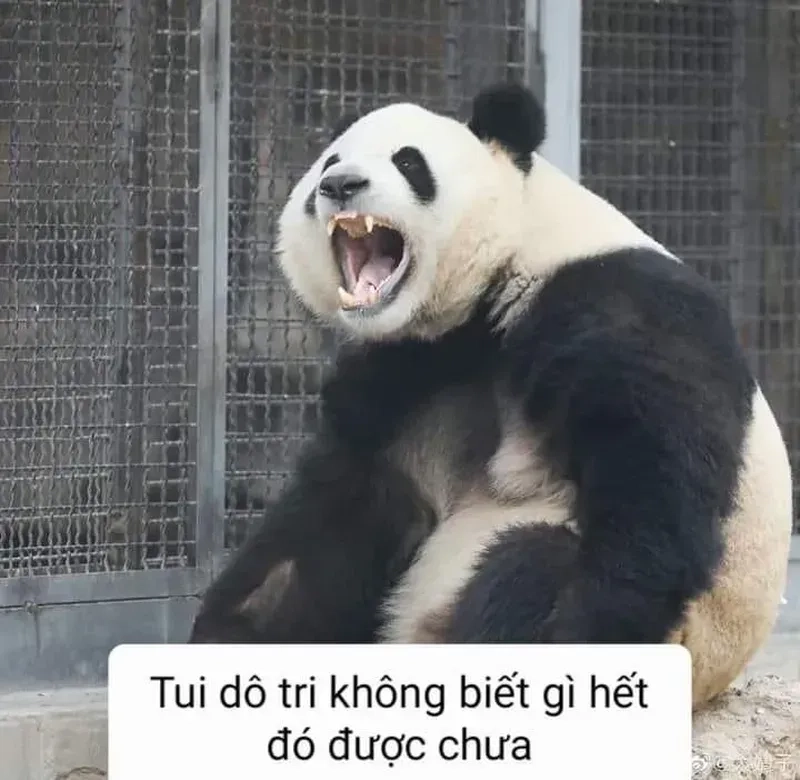 Meme gấu trúc khóc cười thể hiện cảm xúc đáng yêu và 