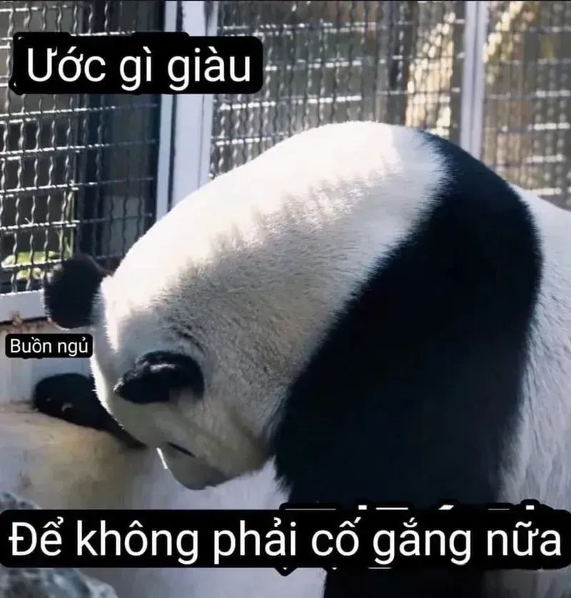 Tấu hài meme gấu trúc bựa Weibo cực kỳ thú vị, khiến mọi người không thể ngừng cười với những tình huống hài hước.