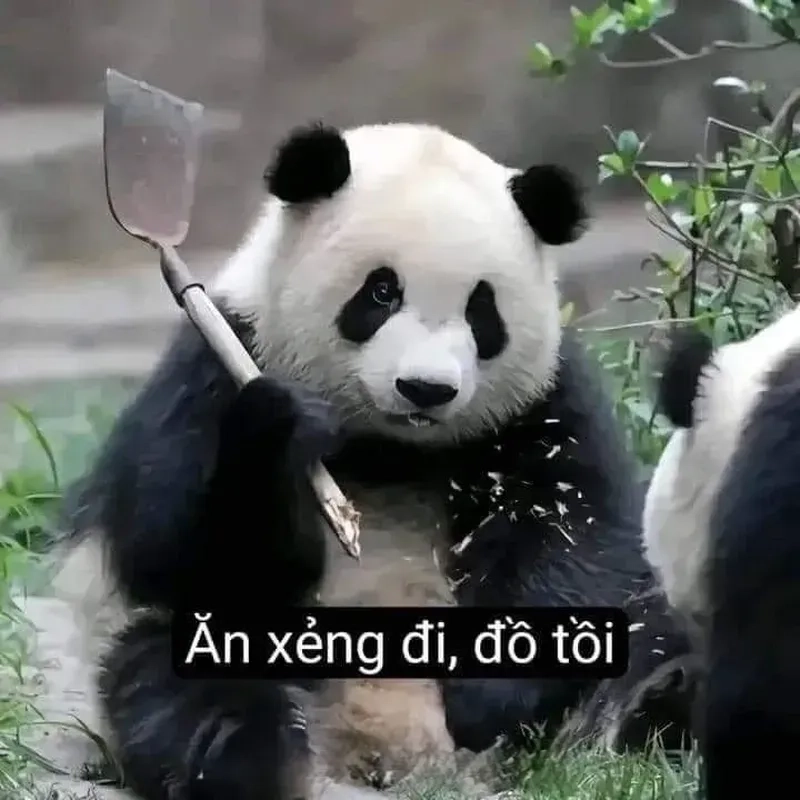 Meme gấu trúc bựa Trung Quốc mang đến tiếng cười sảng khoái, với những tình huống 