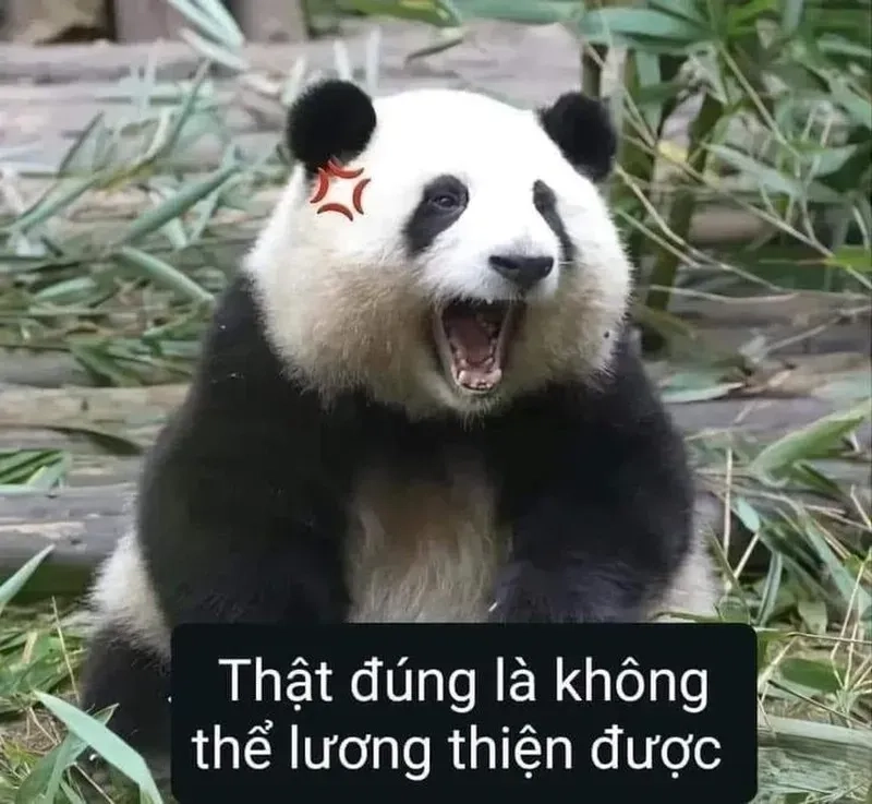 Cười meme gấu trúc khóc mang đến sự hòa quyện hoàn hảo giữa cảm xúc đau lòng và sự đáng yêu.