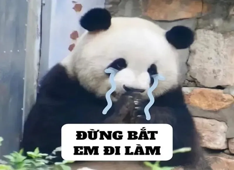 Xem ngay hình meme gấu trúc đáng yêu, bạn sẽ mê mẩn!