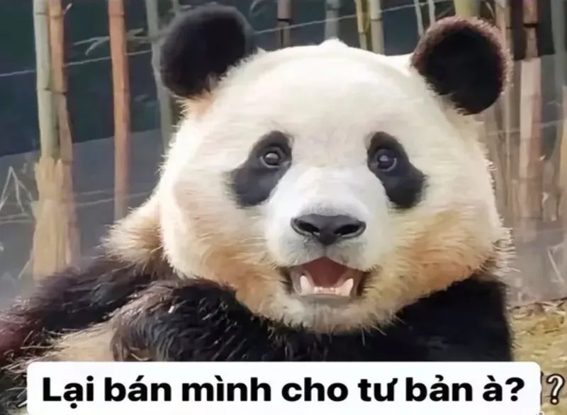 Gấu hồng meme dễ thương, lựa chọn giải trí mới.