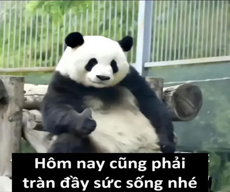 Thả tim ngay loạt meme hài gấu trúc dễ thương này!