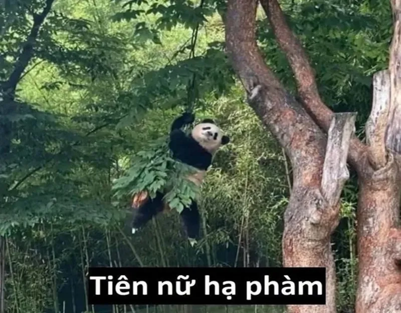 Cộng đồng mạng đang phát cuồng vì meme con gấu trúc Trung Quốc.