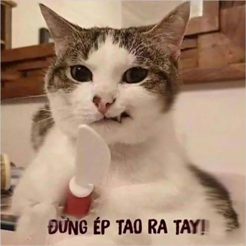 Đừng bỏ lỡ ảnh chế meme mèo bựa há mồm siêu ngộ nghĩnh và hài hước.