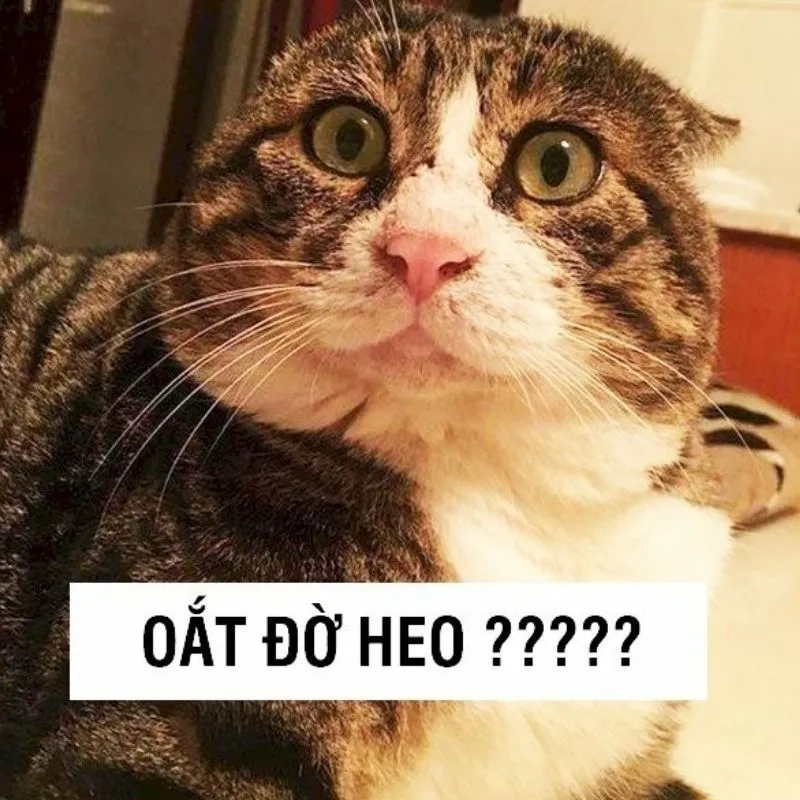 Meme mèo khóc bựa sẽ khiến bạn cười 