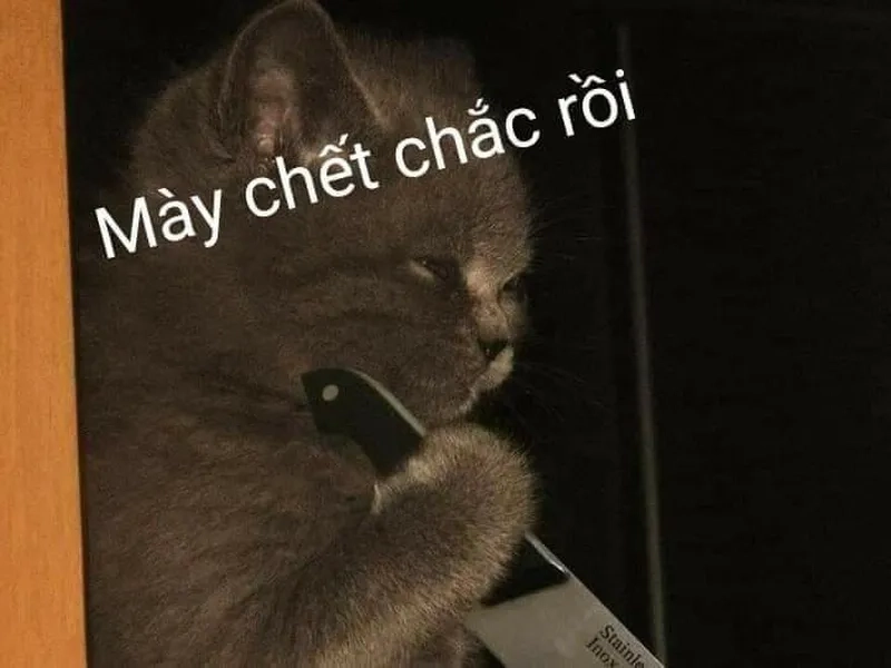 Meme mèo ăn rau siêu hài, biểu cảm ngộ nghĩnh, khiến ai cũng muốn chia sẻ.