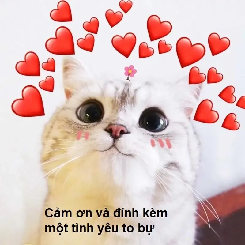 Cảm ơn vì đã lắng nghe meme – Sự hài hước tạo nên nụ cười.