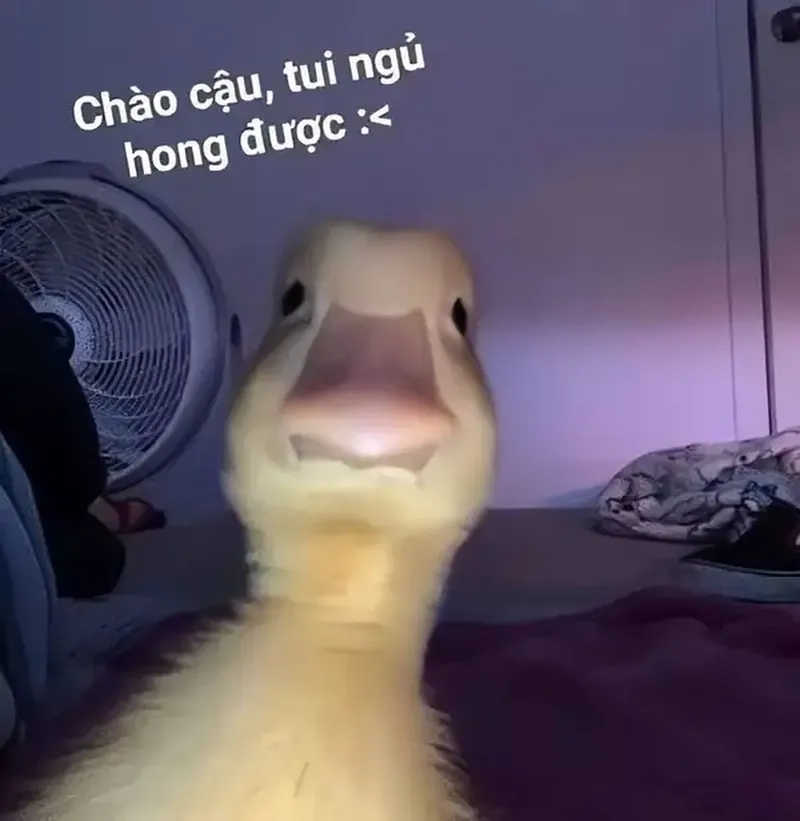 Ảnh meme chào hỏi siêu hài, giúp bạn khởi đầu cuộc trò chuyện dễ dàng.