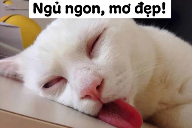 Meme buồn ngủ cute sẽ khiến mọi người cảm thấy thích thú và thư giãn trước khi ngủ.