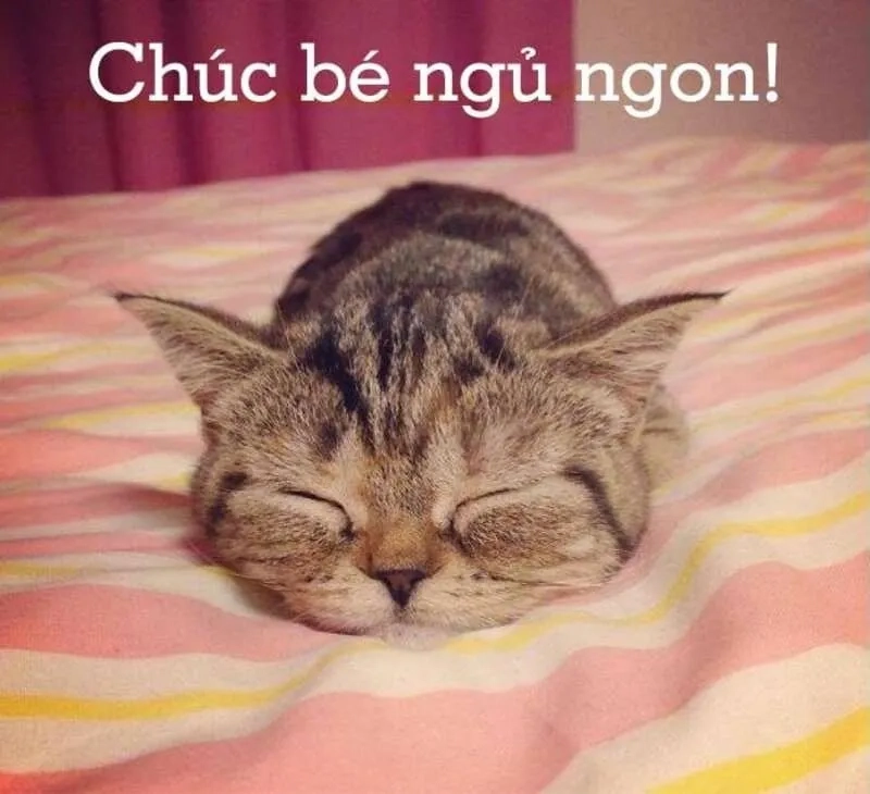 Meme đi ngủ cute là cách hoàn hảo để nhắc nhở mọi người chuẩn bị cho giấc ngủ ngon.