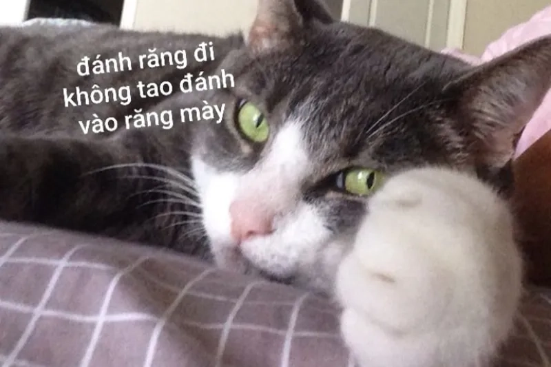 Ngủ ngon meme cute sẽ giúp bạn chia sẻ một đêm yên bình và đầy vui vẻ.