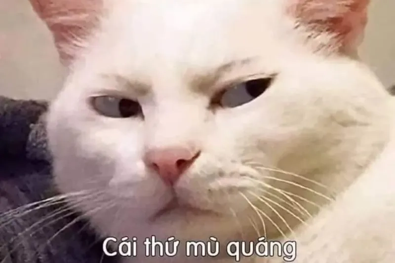 Meme chúc ngủ ngon cute giúp bạn gửi lời chúc ngọt ngào và đáng yêu đến mọi người.