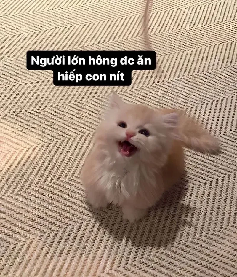 Meme mèo lè lưỡi bá đạo, siêu bựa, đậm chất giải trí và thu hút lượt like.