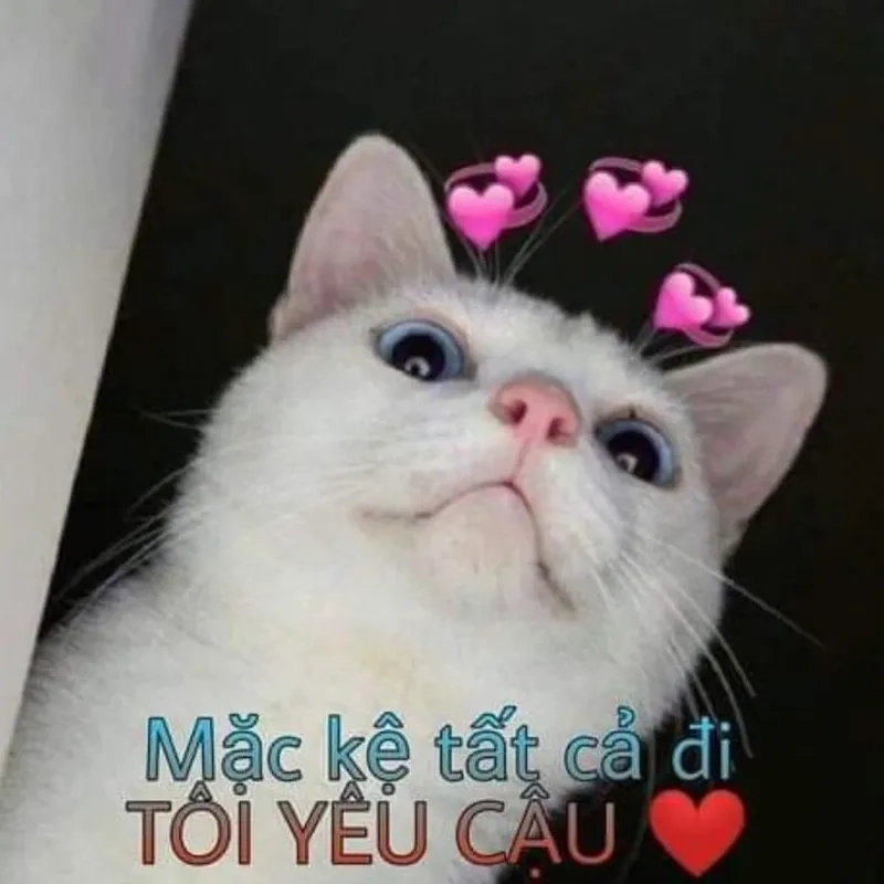 Bày tỏ lòng biết ơn thật thú vị với các meme cảm ơn cute đầy sáng tạo.