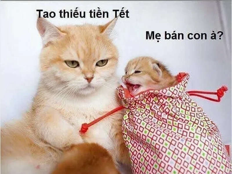 Meme mèo đưa tiền khiến bạn phải cười vì hình ảnh các chú mèo “giải quyết” tình huống tiền bạc theo cách hài hước.