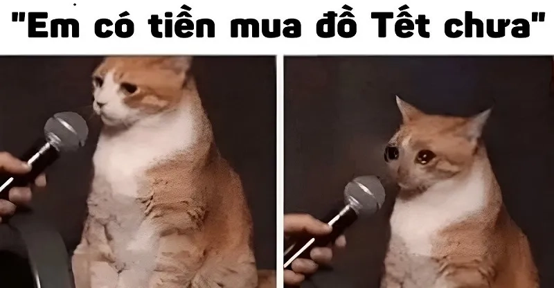 Meme mèo tiền mang lại cảm giác vui vẻ với những chú mèo đáng yêu và những tình huống tiền bạc bất ngờ.