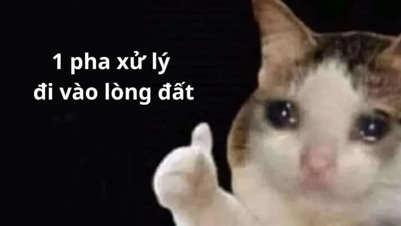 Mèo meme like siêu đáng yêu, tạo cảm giác vui vẻ.