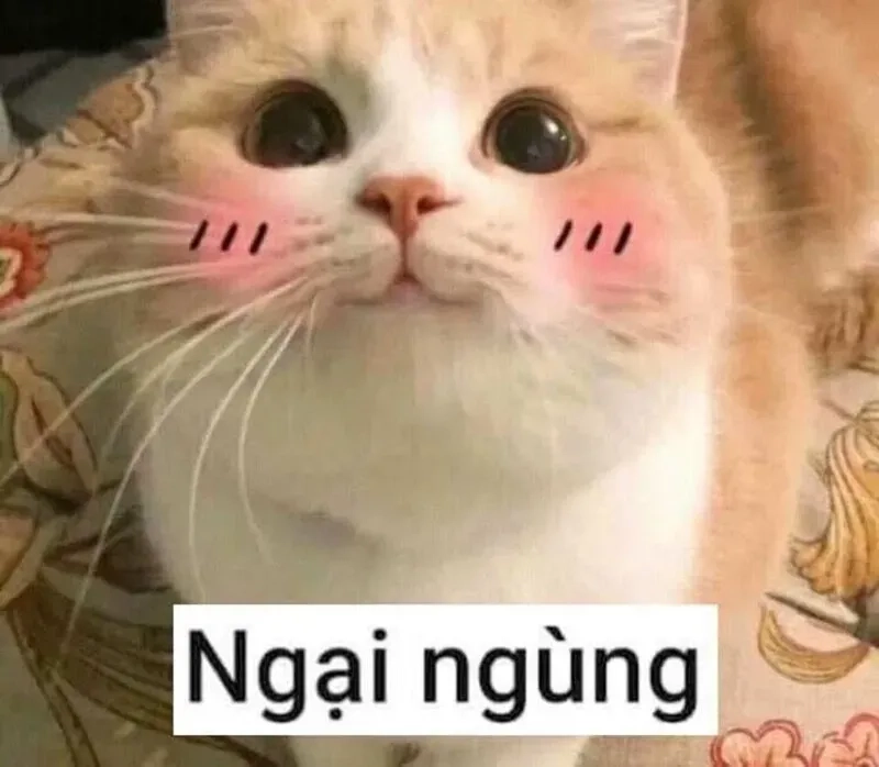 Meme mèo cười ngại thể hiện sự dễ thương với những chú mèo ngượng ngùng cực kỳ hài hước.