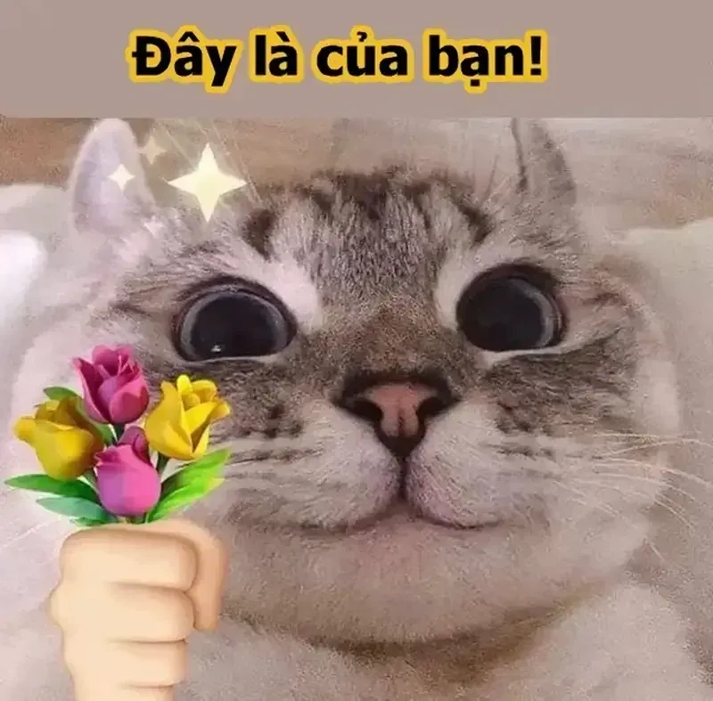 Meme mèo tặng hoa hồng là cách ngọt ngào để thể hiện tình cảm trong ngày đặc biệt.