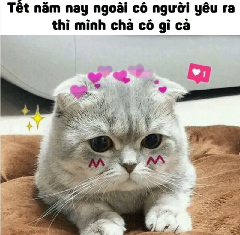 Meme mèo ngày Tết hài hước, thú vị, khiến ai cũng bật cười.