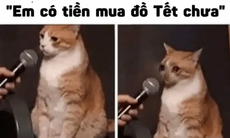 Đổi avatar mèo meme Tết để tạo dấu ấn riêng trong ngày lễ.