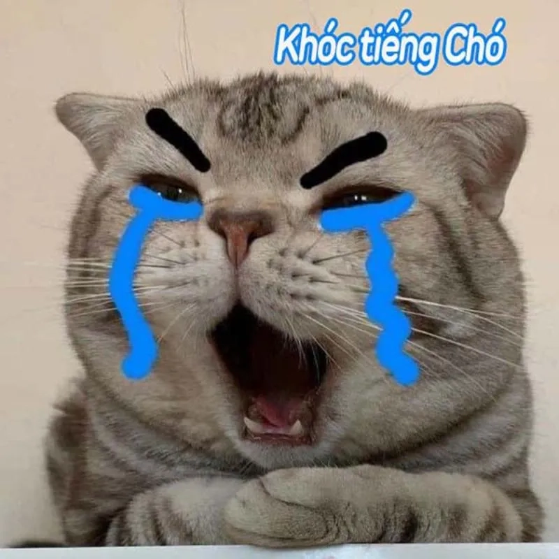 Meme chó khóc Trung Quốc khiến người xem vừa xúc động lại vừa bật cười.