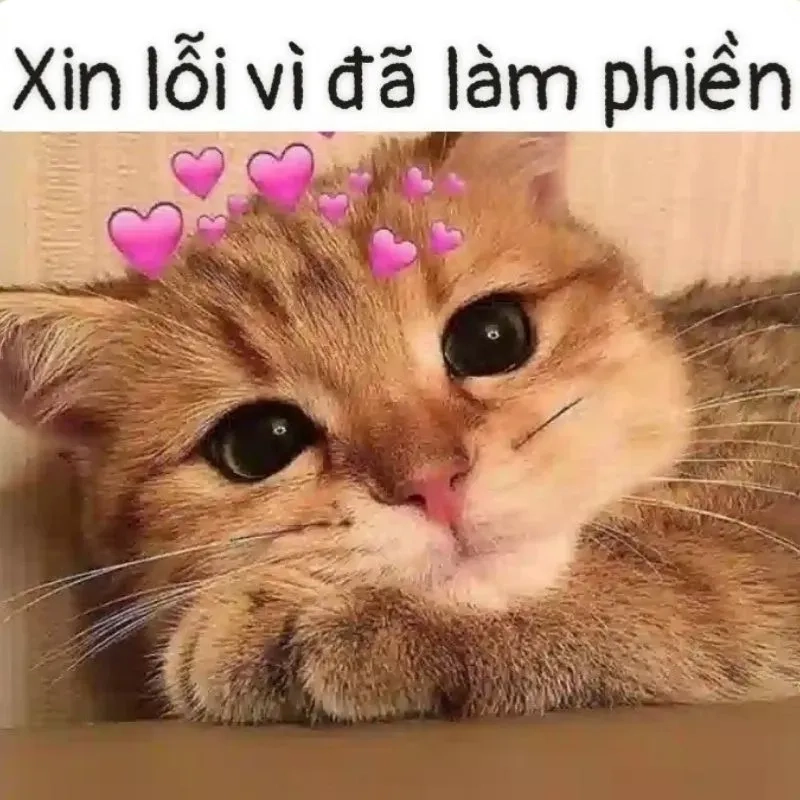 Ảnh xin lỗi meme giúp bạn thể hiện sự hối lỗi một cách nhẹ nhàng và thú vị, dễ dàng xoa dịu bất kỳ cuộc cãi vã nào.