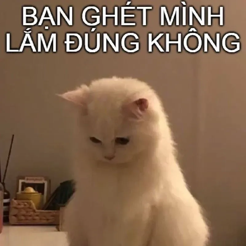 Xin lỗi meme mèo là cách thú vị để làm dịu đi mọi căng thẳng, đưa ra lời xin lỗi theo cách không thể dễ thương hơn.