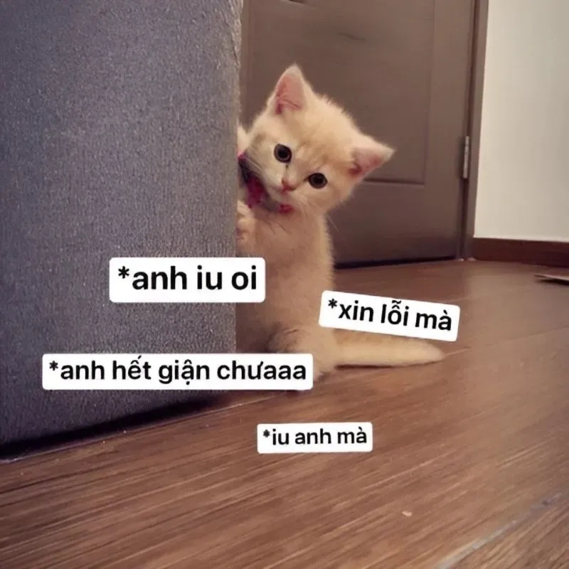 Khóc meme mèo xin lỗi sẽ khiến ai đó không thể cưỡng lại mà tha thứ, sự đáng yêu của mèo sẽ khiến lòng người dịu lại.