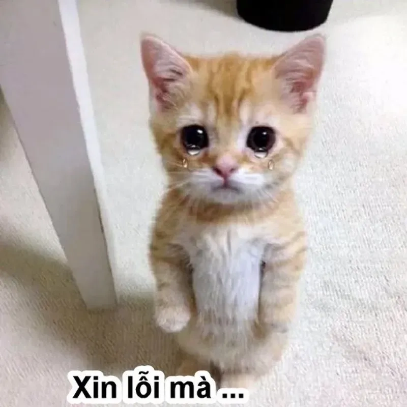 Meme mèo cute xin lỗi dễ dàng làm người khác tan chảy với sự dễ thương và lời xin lỗi không thể tinh tế hơn.