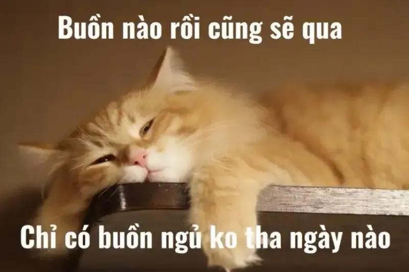 Hãy sử dụng meme đi ngủ để nhắc nhở mọi người chuẩn bị cho giấc ngủ của mình.