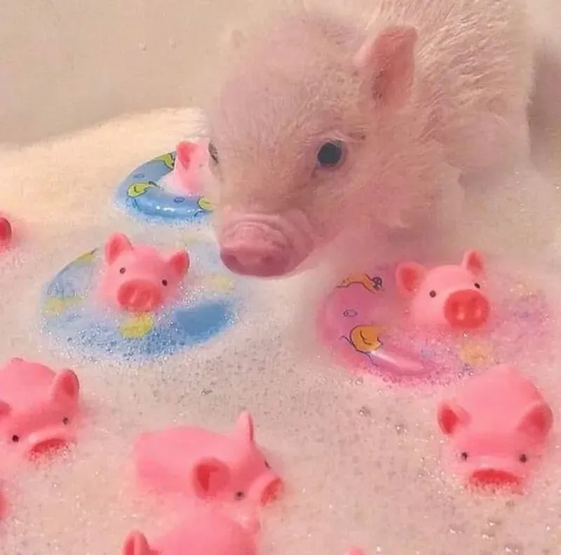 Meme Peppa với những tình huống hài hước, cực kỳ dễ thương và gây nghiện.