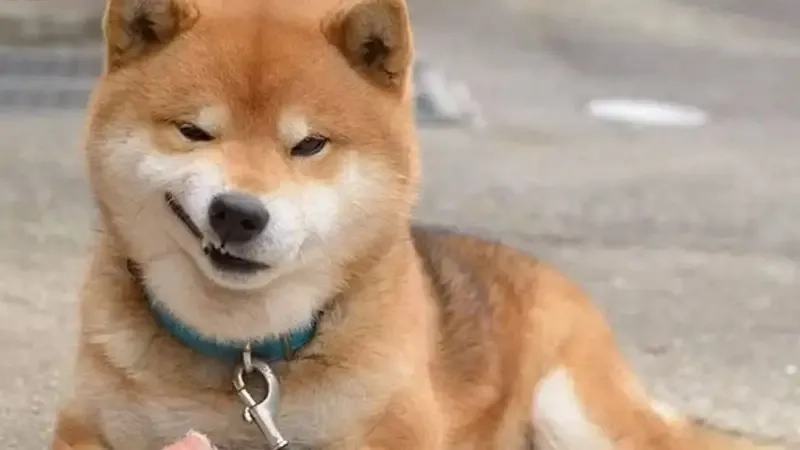 Meme con chó shiba đầy ấn tượng với vẻ dễ thương và hài hước không thể bỏ qua.