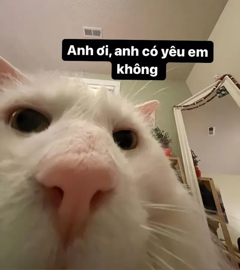 Hãy cùng khám phá cute meme tình yêu, nơi tình yêu được thể hiện qua hình ảnh dễ thương!