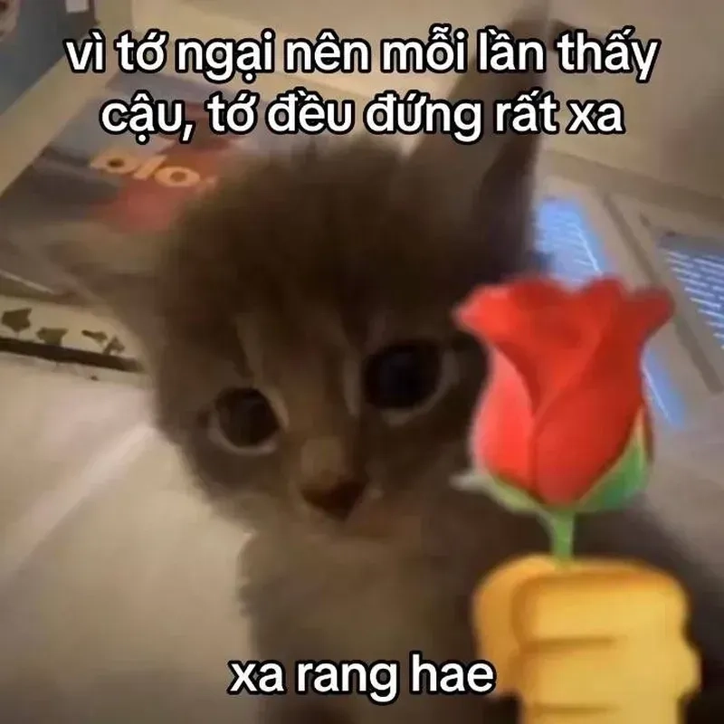 Meme tình cảm sẽ giúp bạn bày tỏ cảm xúc chân thành dành cho người thân yêu.