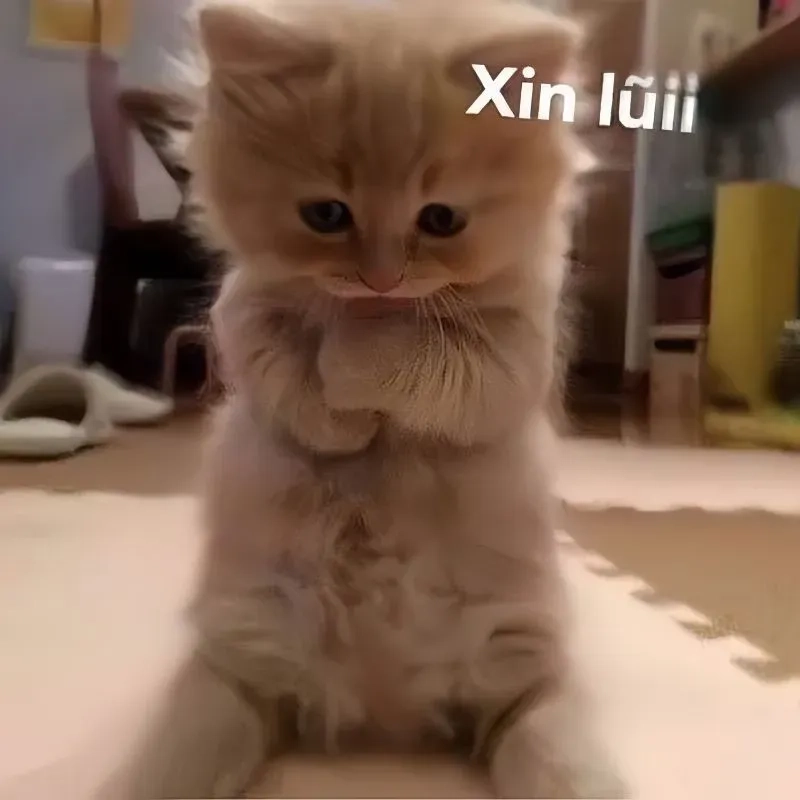 Meme xin lỗi đáng yêu là cách tuyệt vời để làm dịu đi mọi căng thẳng với những hình ảnh dễ thương.