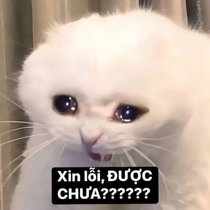 Anh xin lỗi meme hài giúp bạn gửi lời xin lỗi theo cách sáng tạo và vui nhộn, làm tan biến căng thẳng.