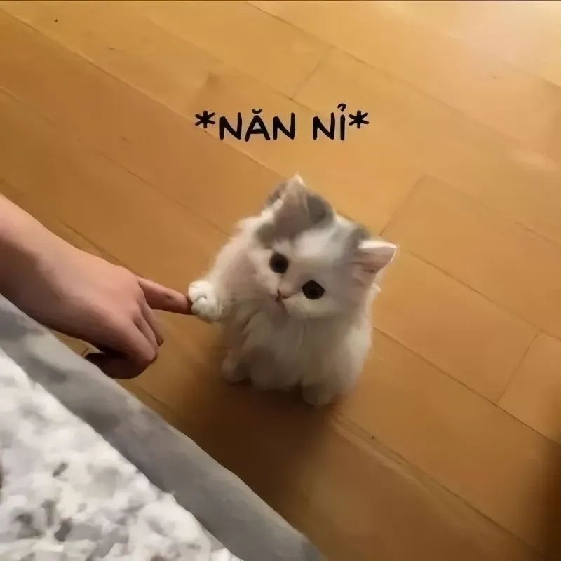 Dễ thương, đáng yêu, cute meme mèo xin lỗi sẽ làm bạn thấy thú vị và đồng cảm ngay lập tức.