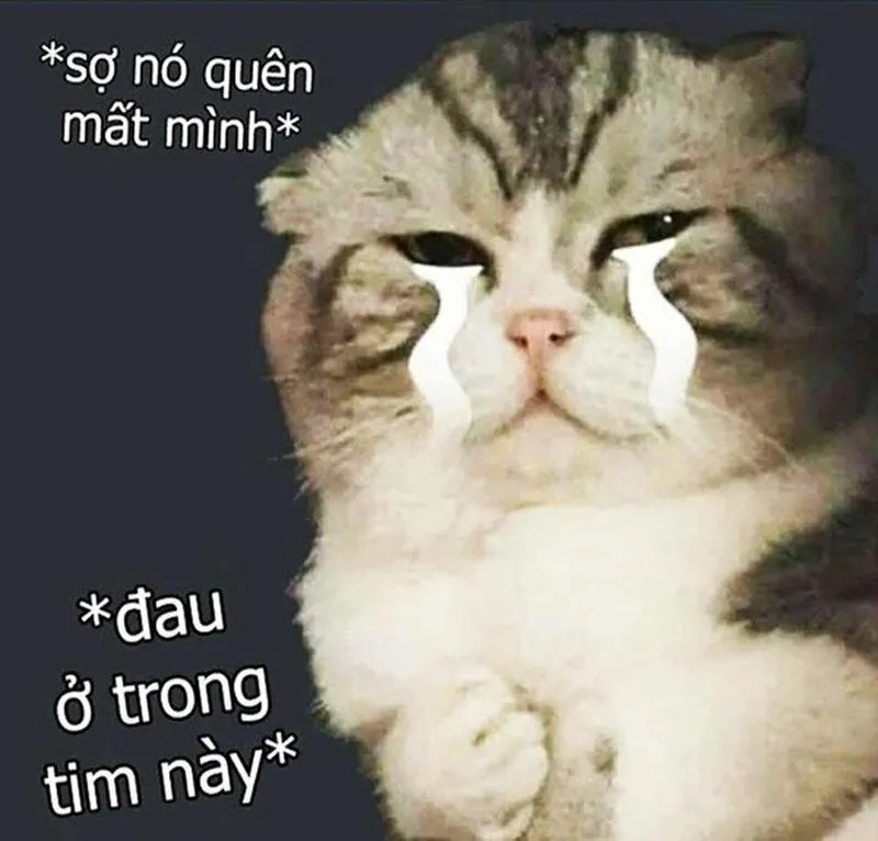 Vô tri meme mèo khóc cute tạo ra những biểu cảm dễ thương, không thể không yêu mến.