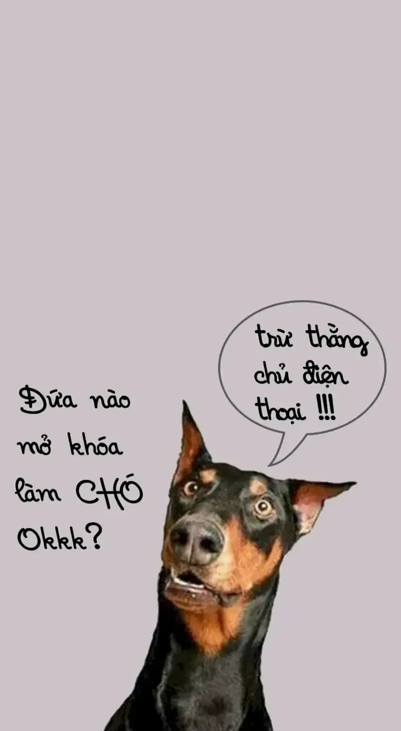 Ảnh hài meme chó cute với những khoảnh khắc độc đáo, vui nhộn khó cưỡng.