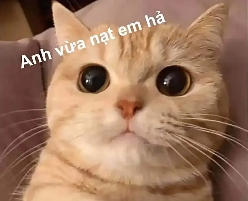 Meme ok cute giúp bạn gửi gắm thông điệp dễ thương đến người nhận.