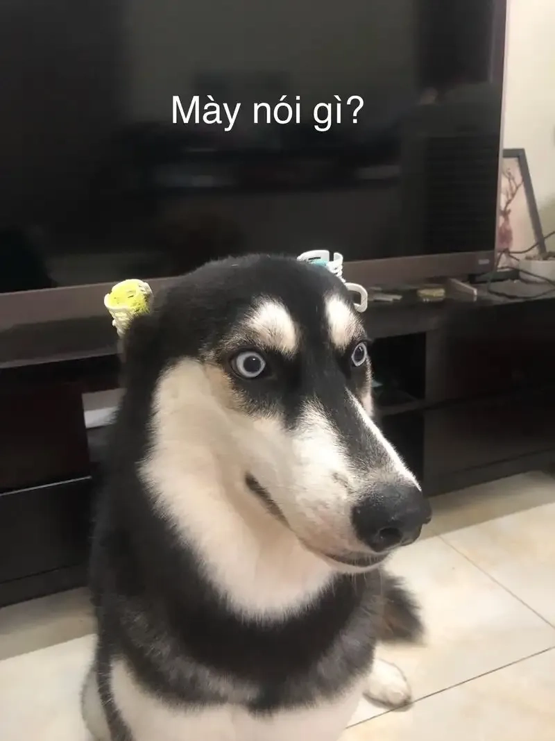 Meme avatar bựa cute với phong cách sáng tạo, mang lại tiếng cười sảng khoái.