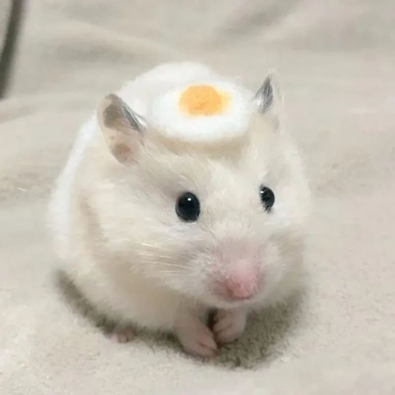 Sad hamster meme 4k với hình ảnh rõ nét và sống động.