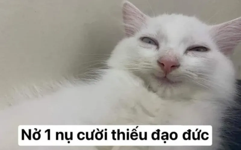 Khám phá meme gấu trúc bựa siêu hài từ weibo cho những khoảnh khắc vui vẻ.