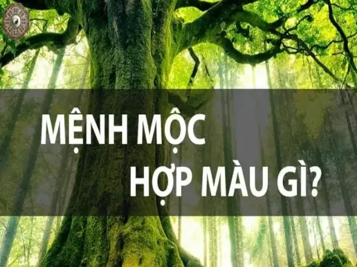 Mệnh Mộc hợp màu gì, kỵ màu gì để gặp may mắn và thành công?