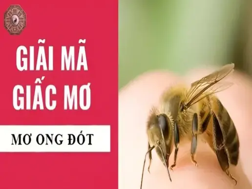 Nằm mơ bị ong đốt - Dấu hiệu của sự thay đổi hay căng thẳng?