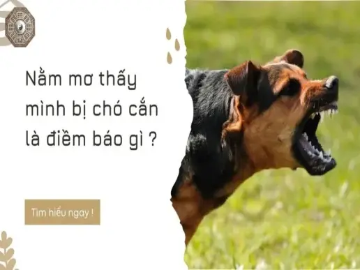 Điềm báo từ giấc mơ thấy chó cắn - Lời nhắn gửi từ tiềm thức của bạn