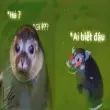 Meme ai biết gì đâu Cười sảng khoái với loạt ảnh hài hước