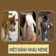 Meme mèo đánh nhau- Hình ảnh hài hước khiến dân mạng cười